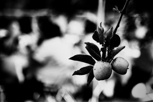 NAIL-0315-BWcropWeb